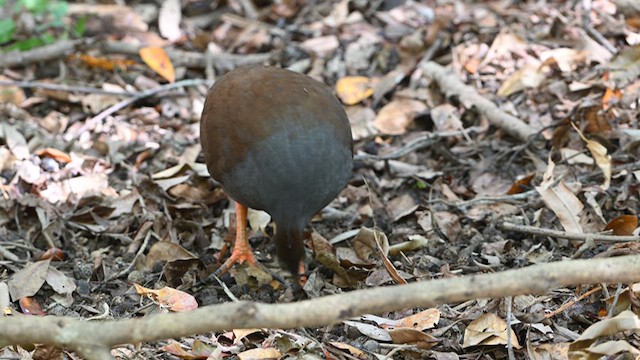 Orange-footed Megapode - ML623789673