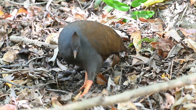 Orange-footed Megapode - ML623789675