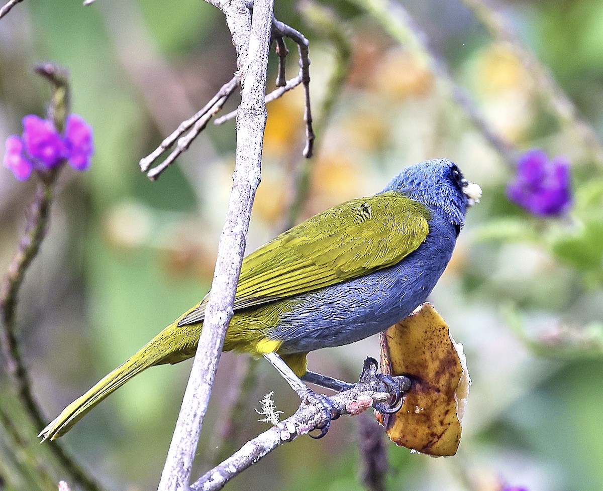 Blue-capped Tanager - ML623789678