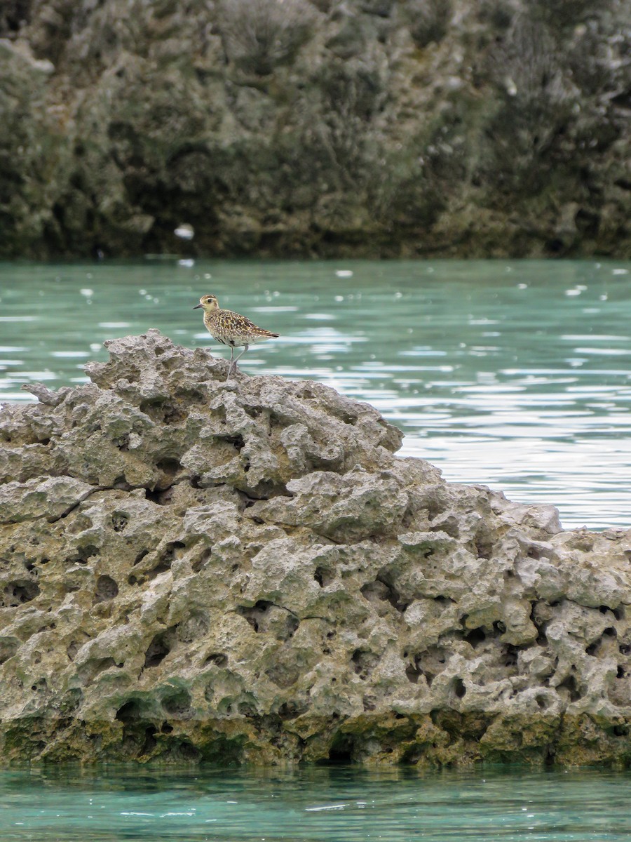 Pacific Golden-Plover - Annika Andersson