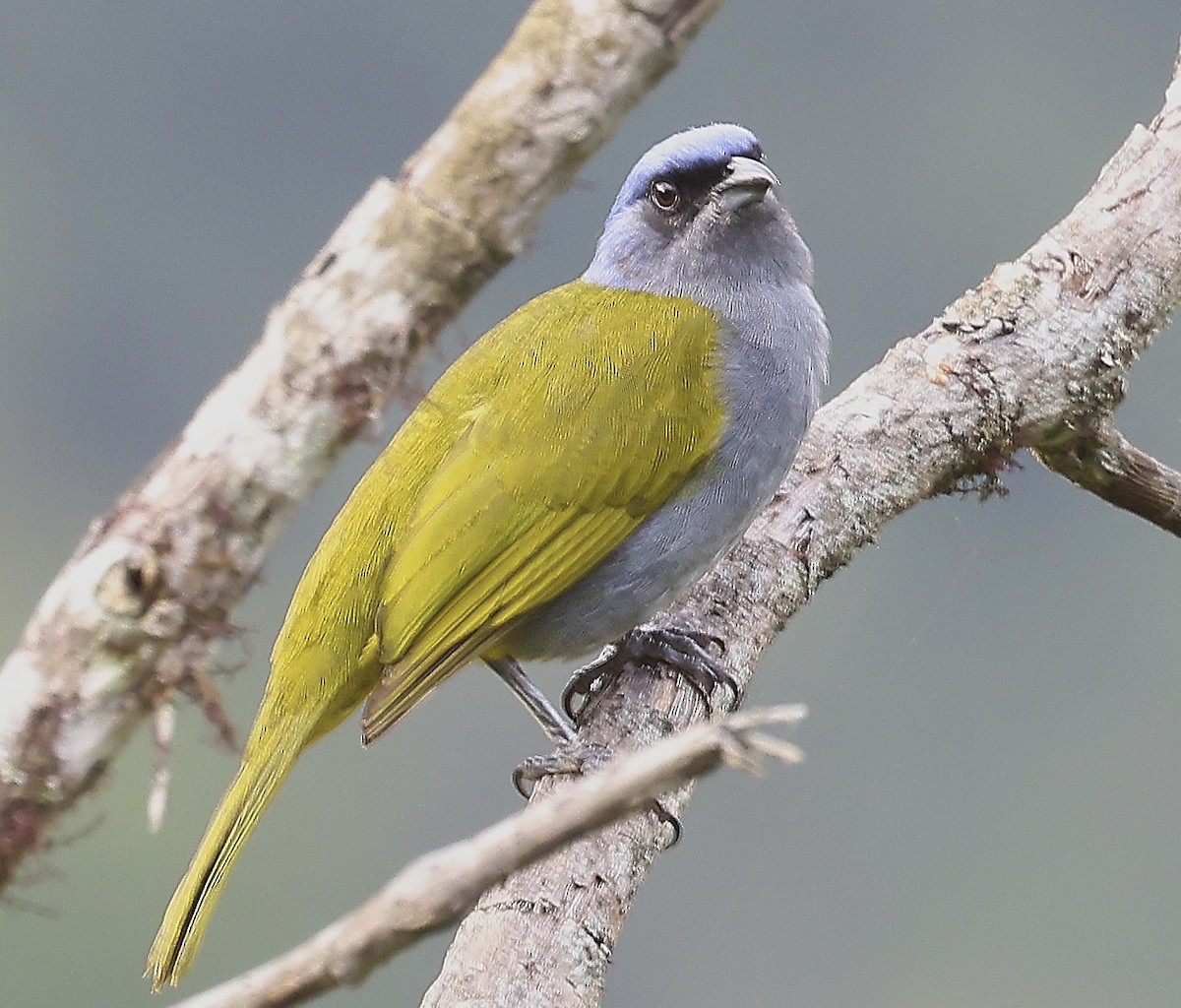 Blue-capped Tanager - Finn Jørgensen