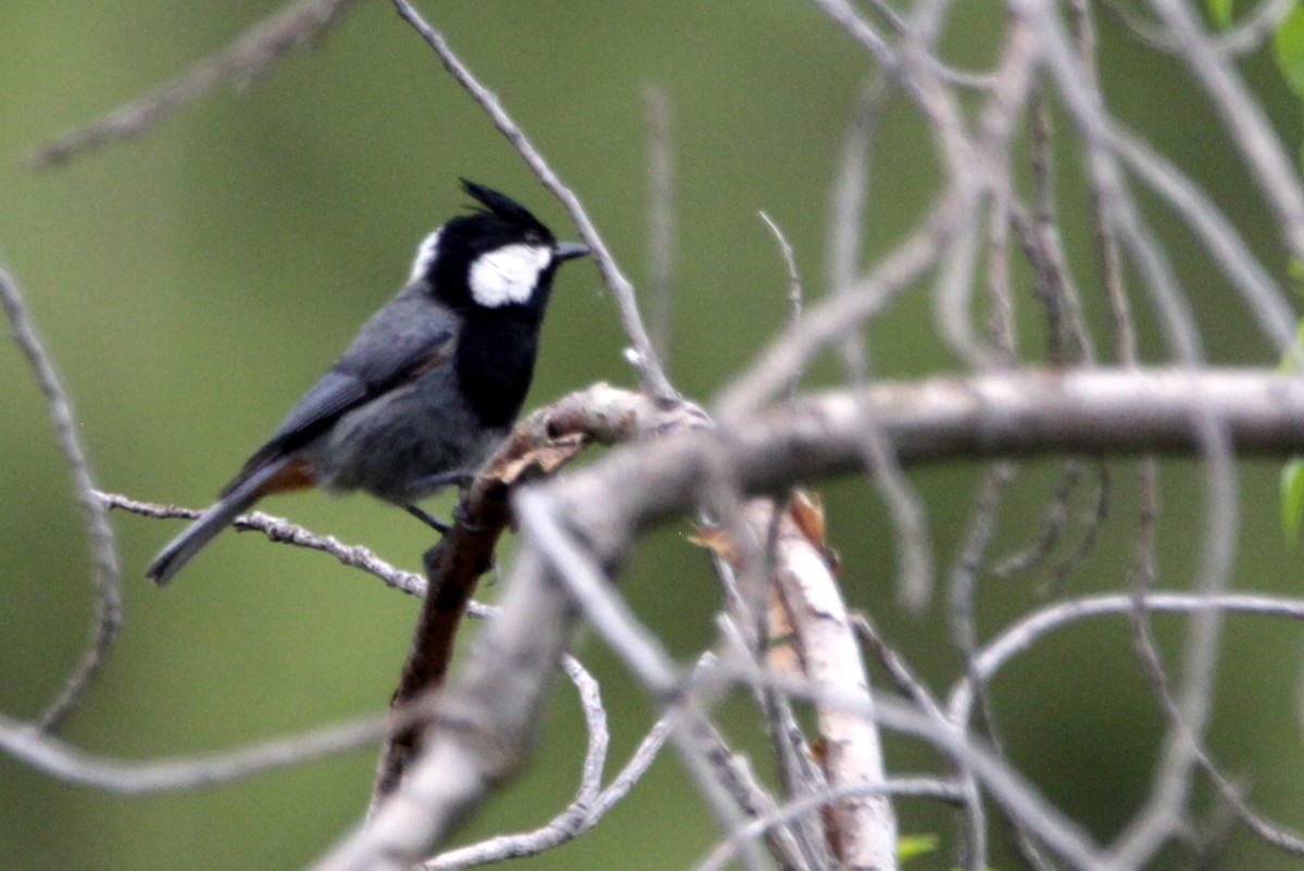 Rufous-naped Tit - ML623789710