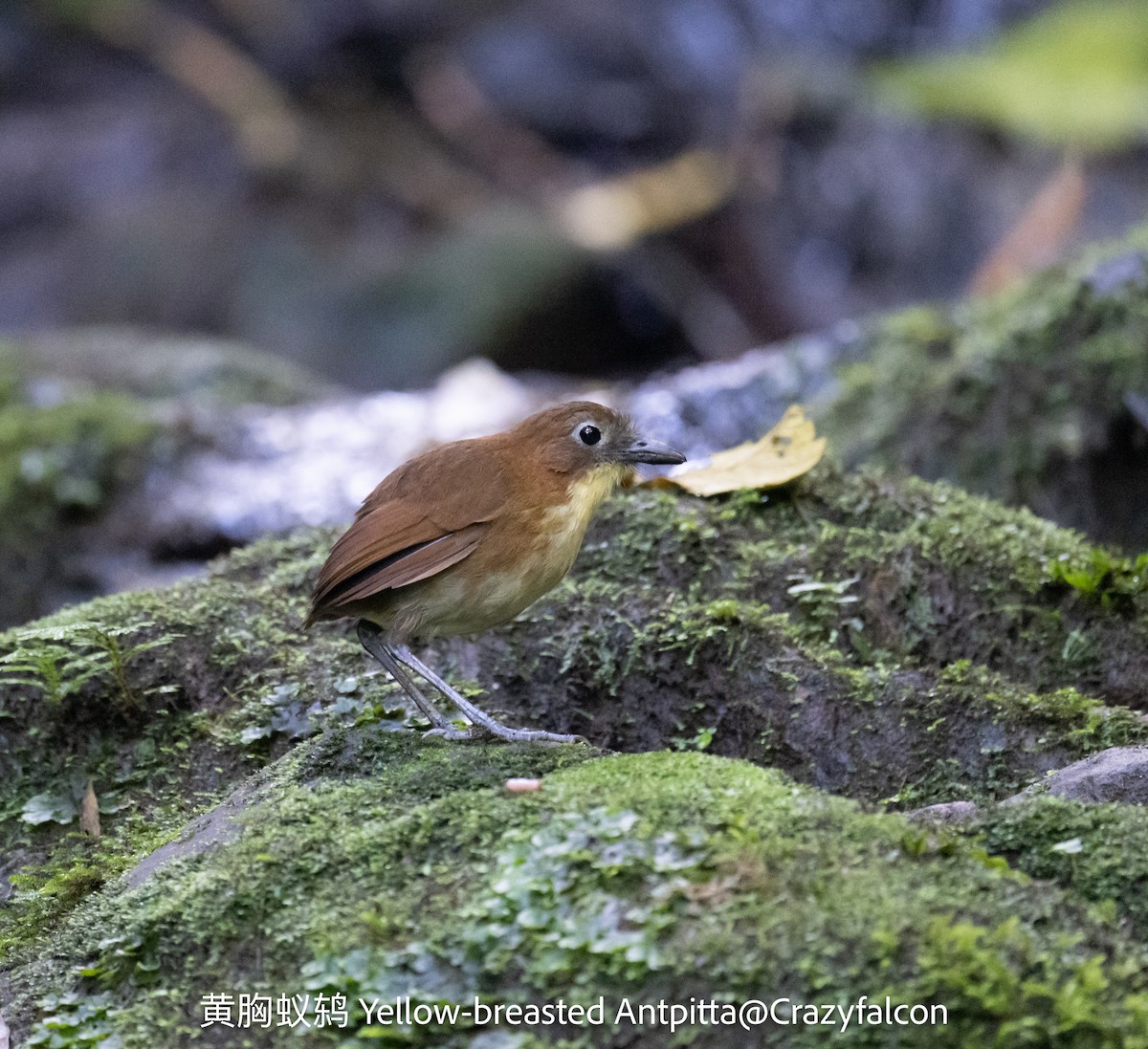 Yellow-breasted Antpitta - ML623789728