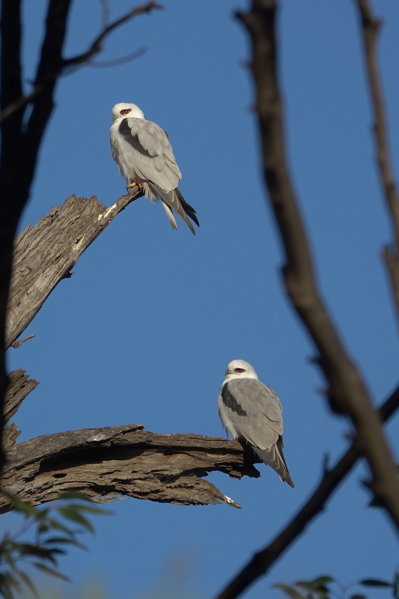 Black-shouldered Kite - ML623789731