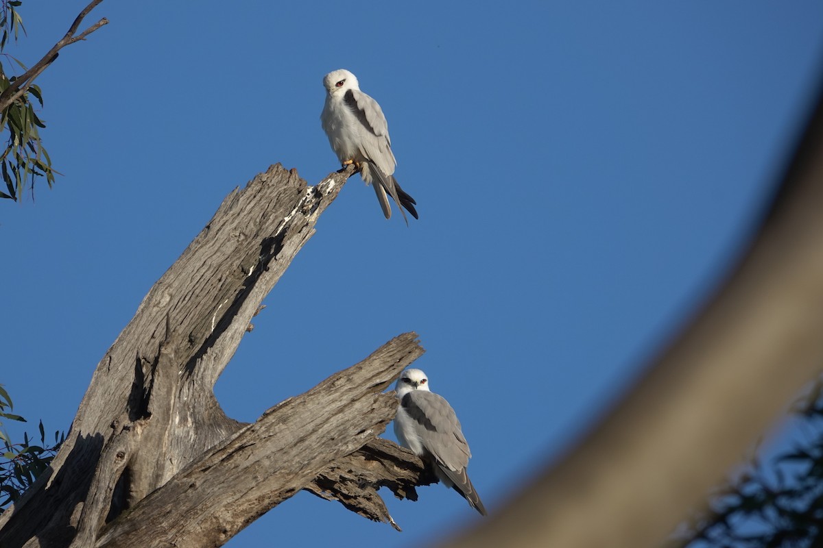 Black-shouldered Kite - ML623789732