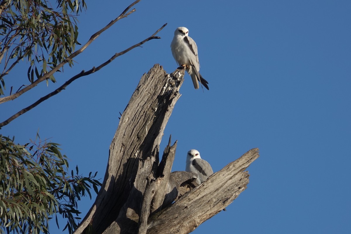 Black-shouldered Kite - ML623789733