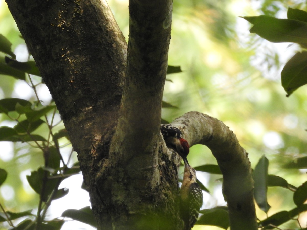 Fulvous-breasted Woodpecker - ML623789734