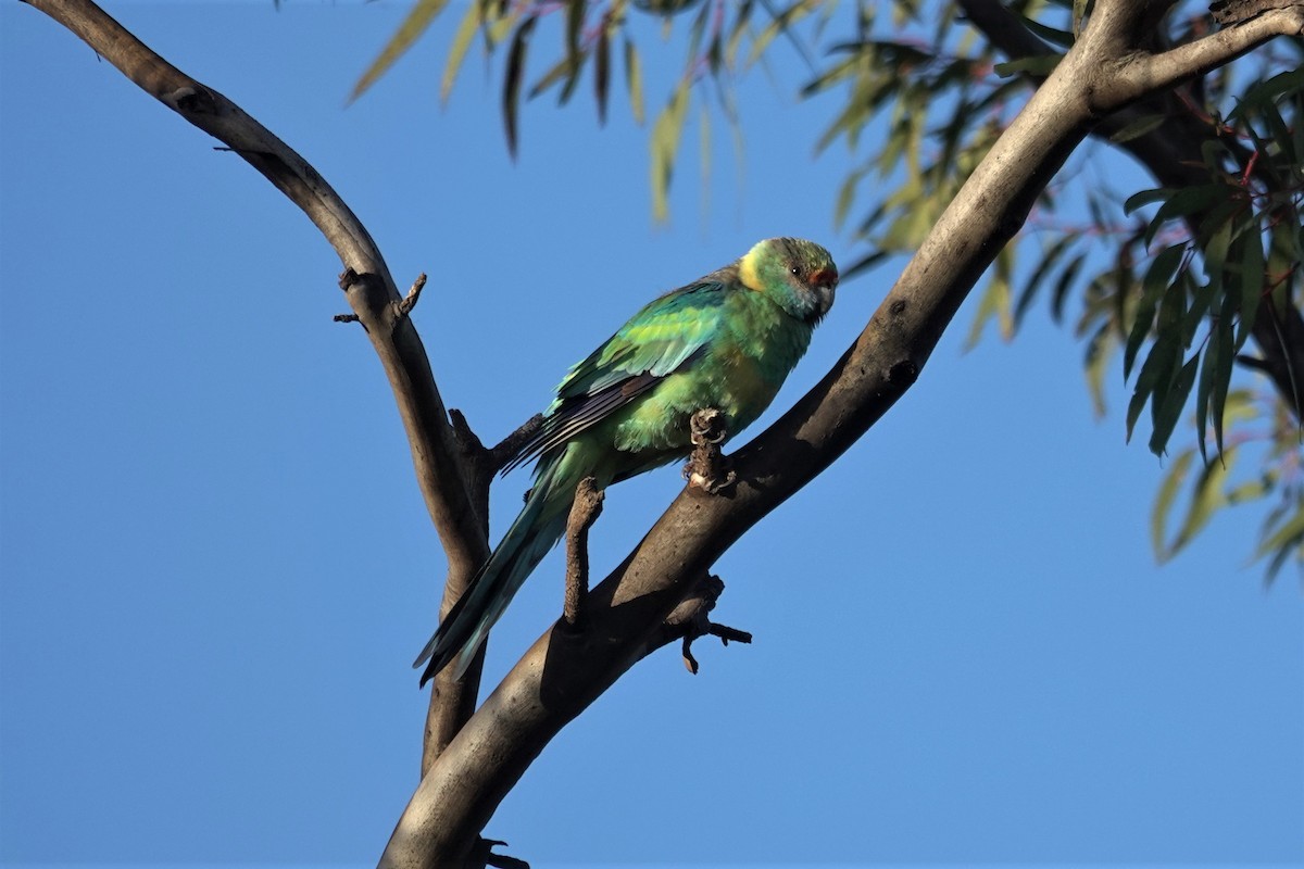 Australian Ringneck - ML623789751