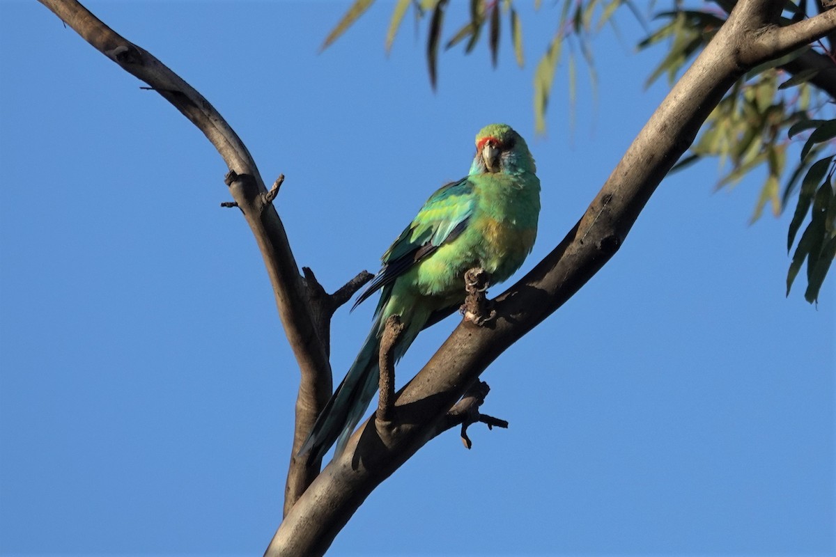 Australian Ringneck - ML623789752