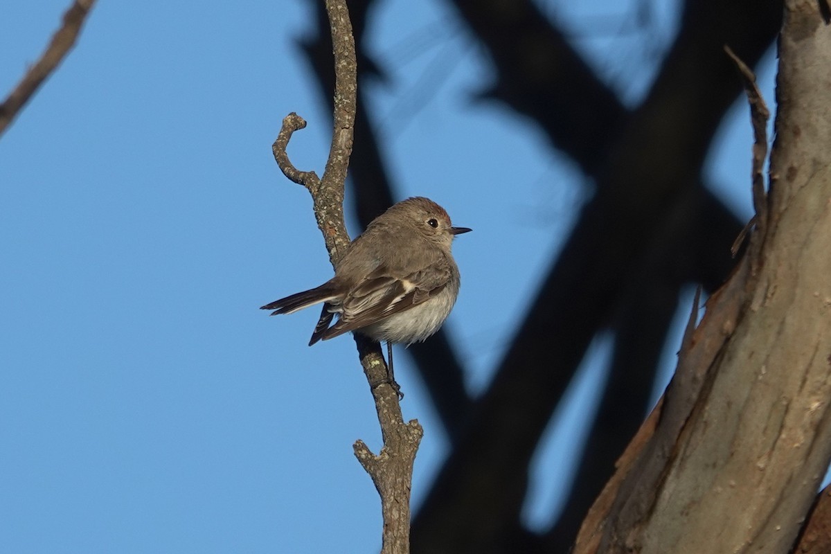 Red-capped Robin - ML623789767