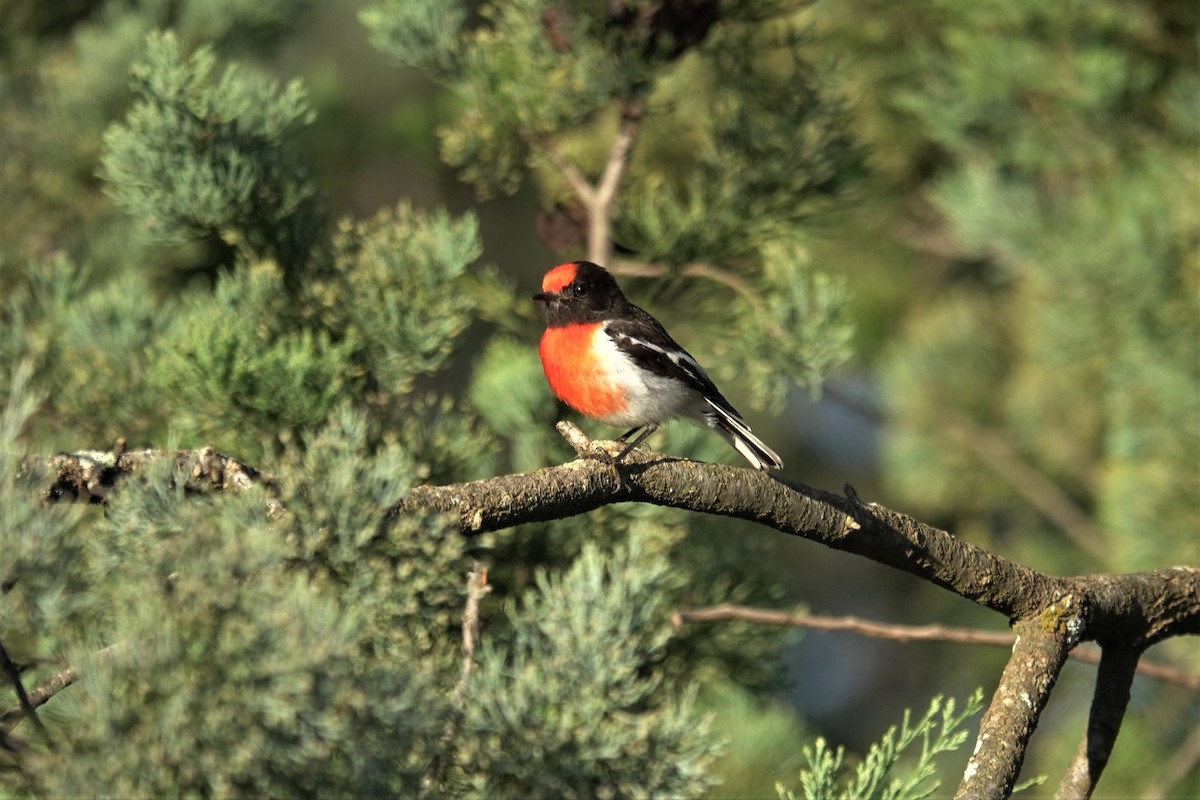 Red-capped Robin - ML623789768