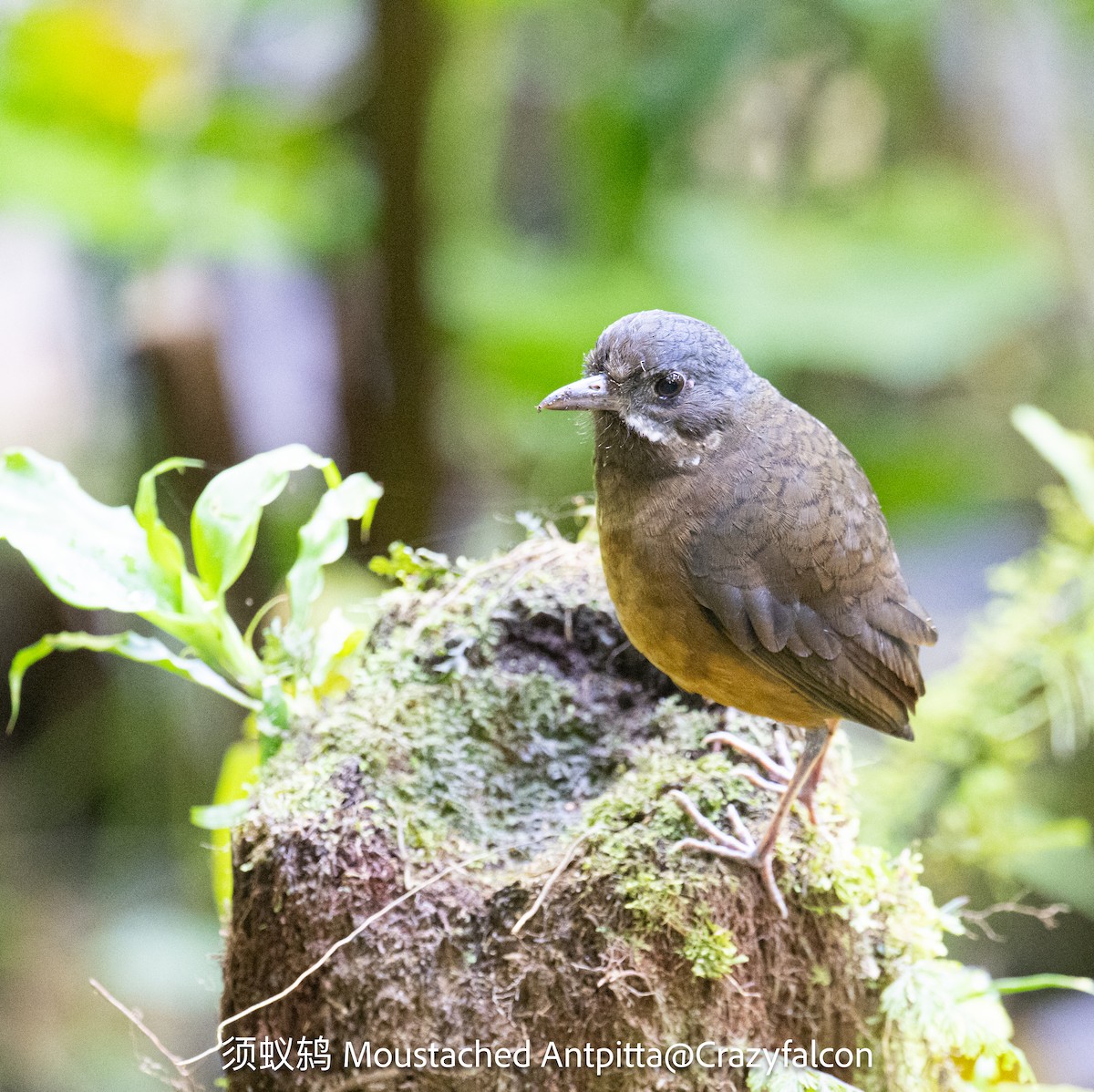 Moustached Antpitta - ML623789815