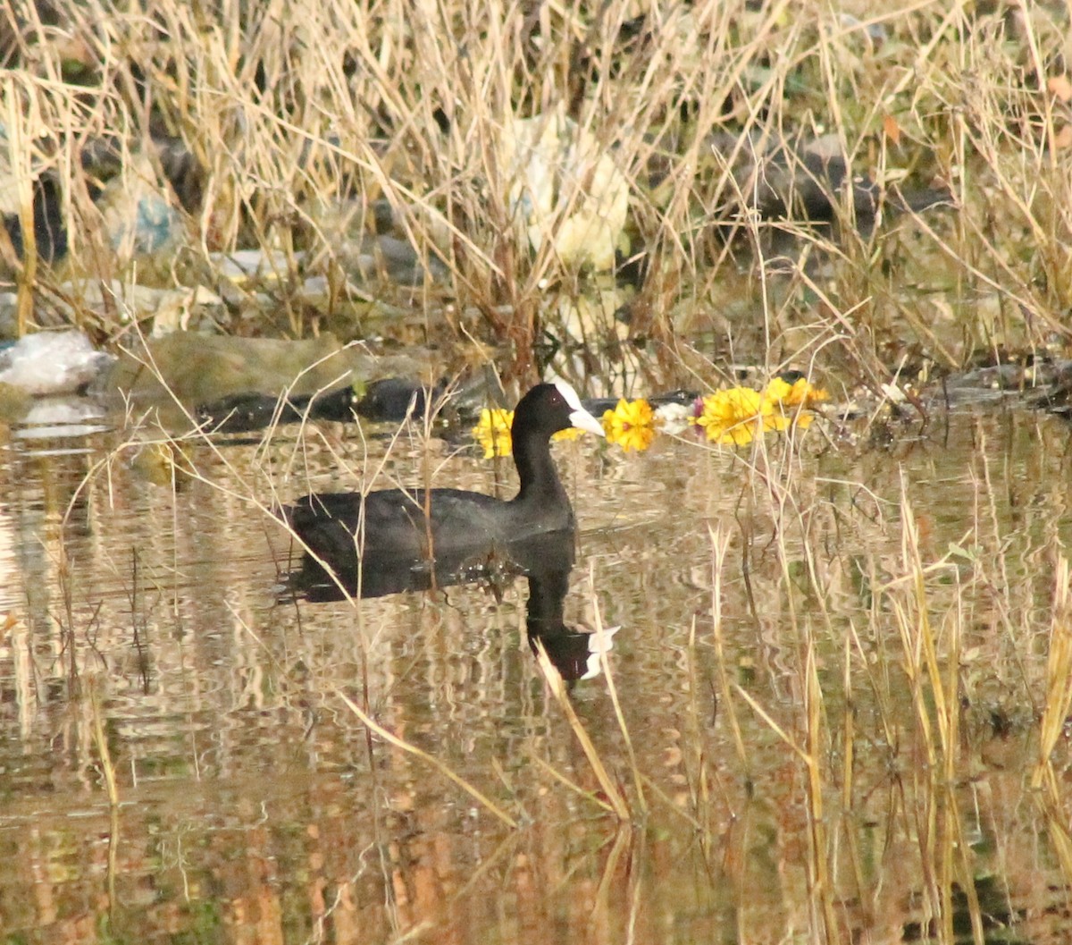 Eurasian Coot - ML623789825