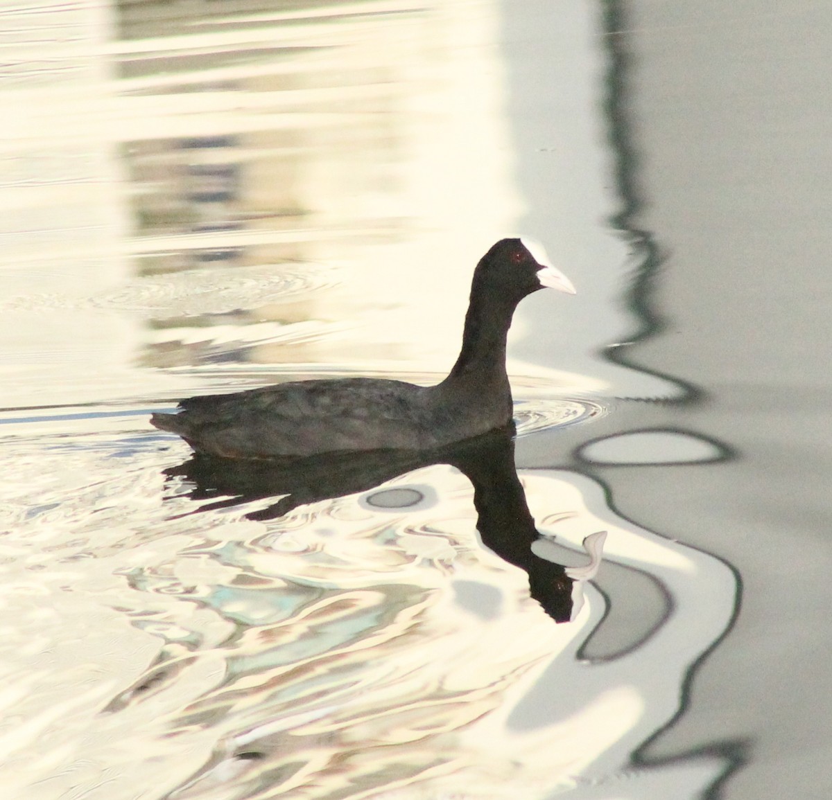 Eurasian Coot - ML623789827