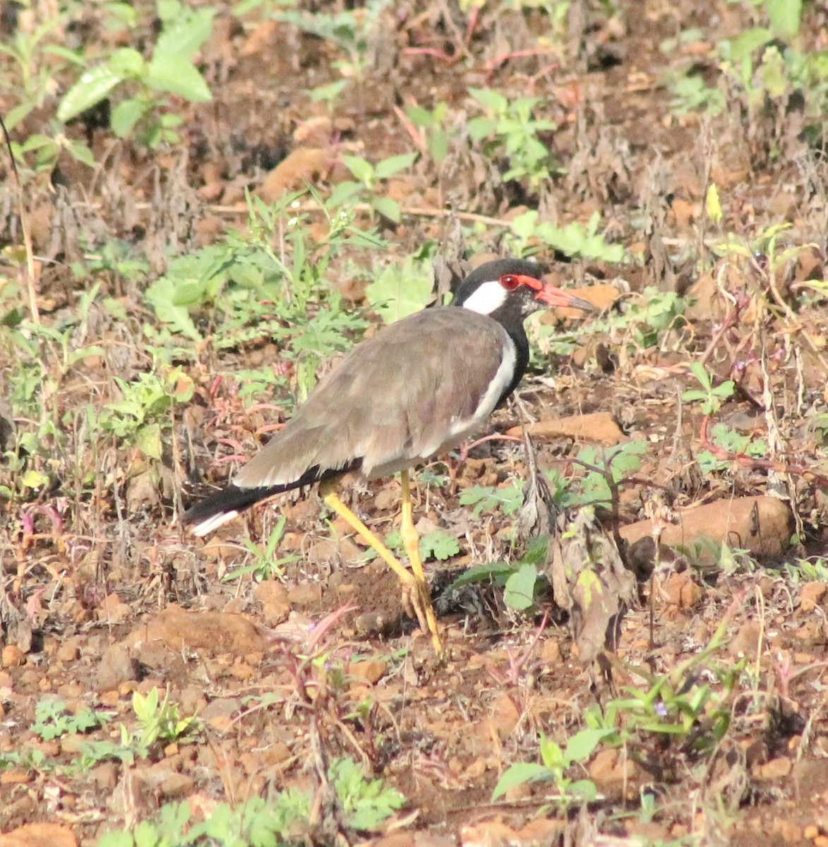 Red-wattled Lapwing - ML623789839