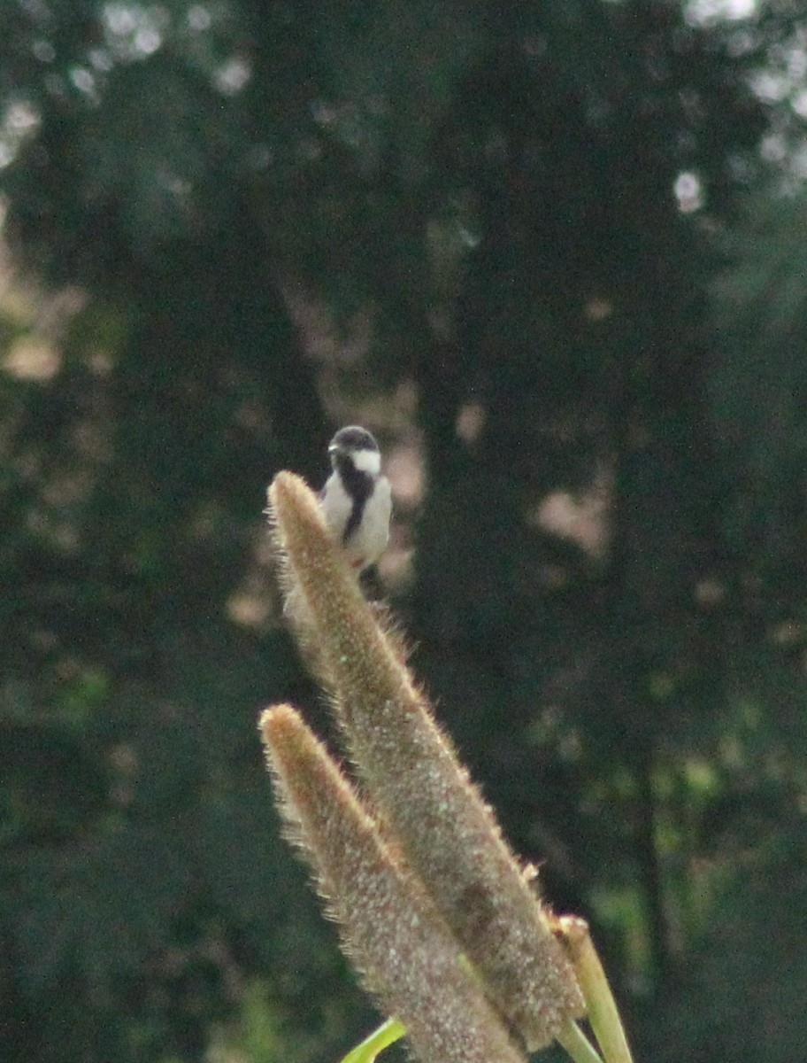 Cinereous Tit - ML623789845