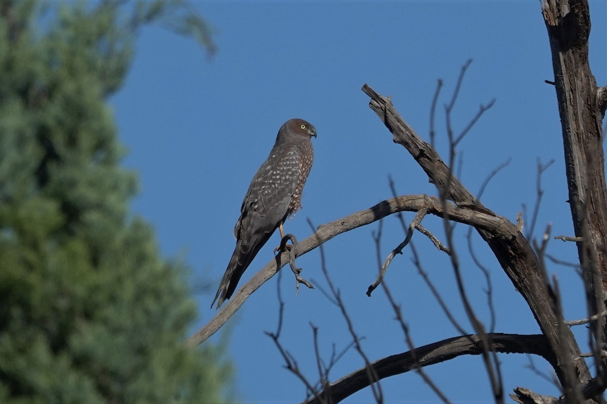 Spotted Harrier - ML623789846