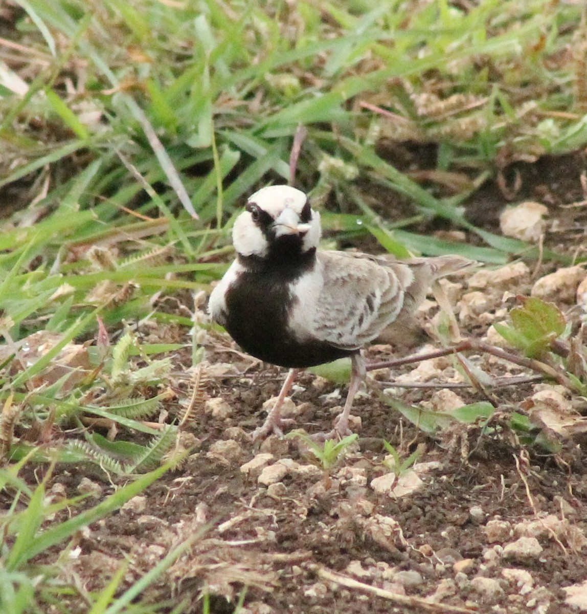 Ashy-crowned Sparrow-Lark - ML623789849