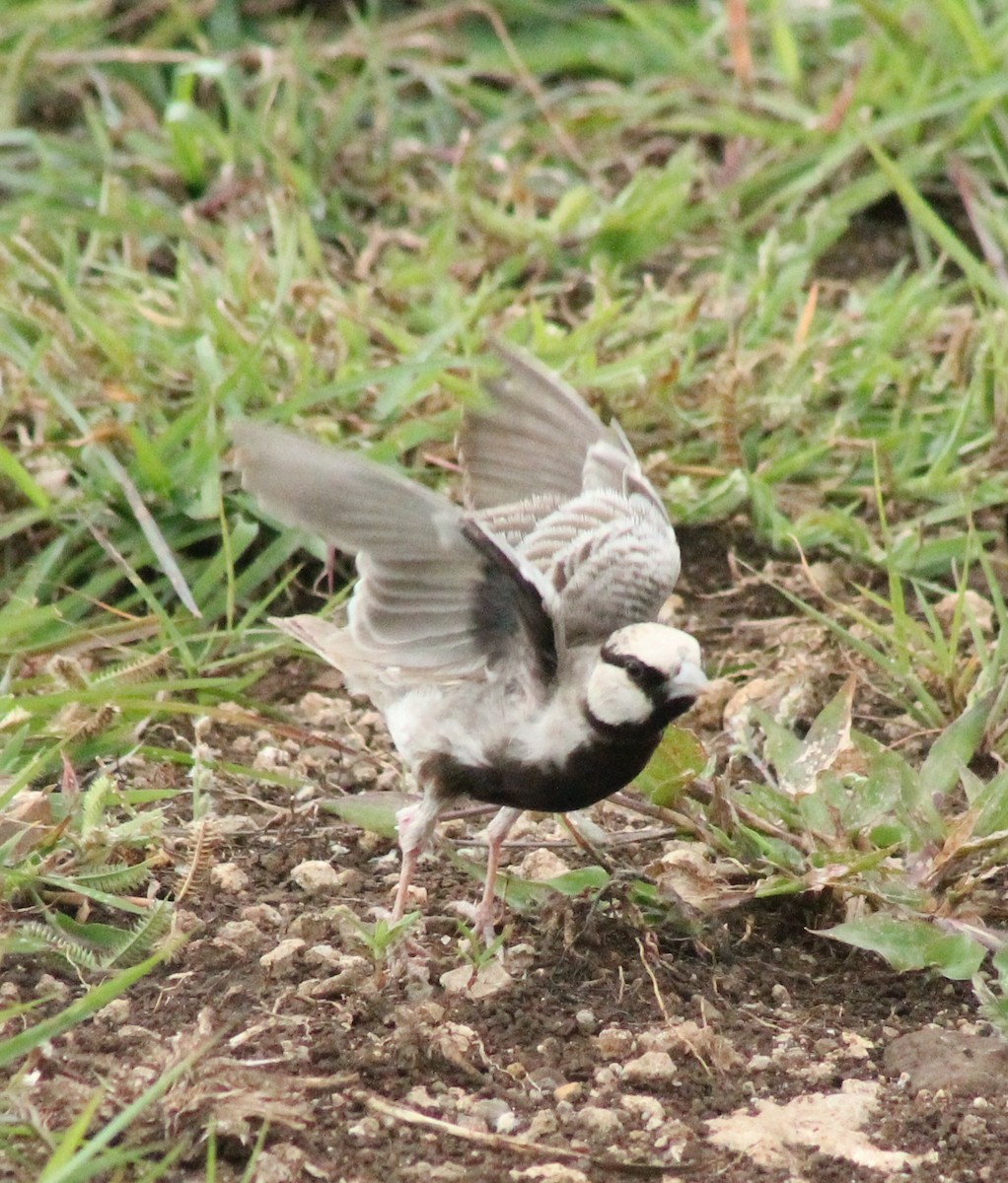 Ashy-crowned Sparrow-Lark - ML623789858