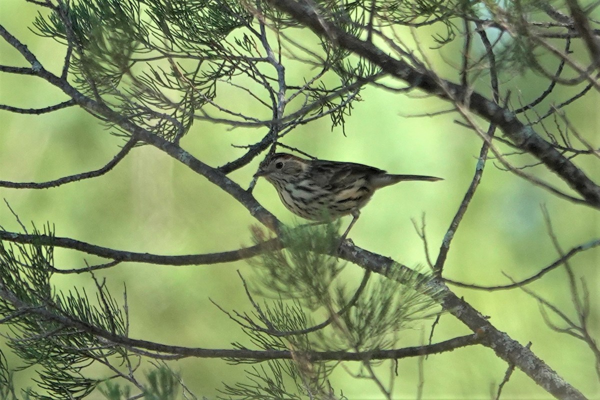 Speckled Warbler - ML623789859