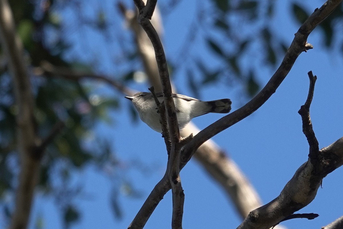 Western Gerygone - ML623789876