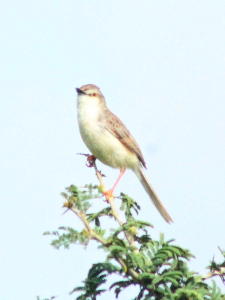 Plain Prinia - Madhavi Babtiwale