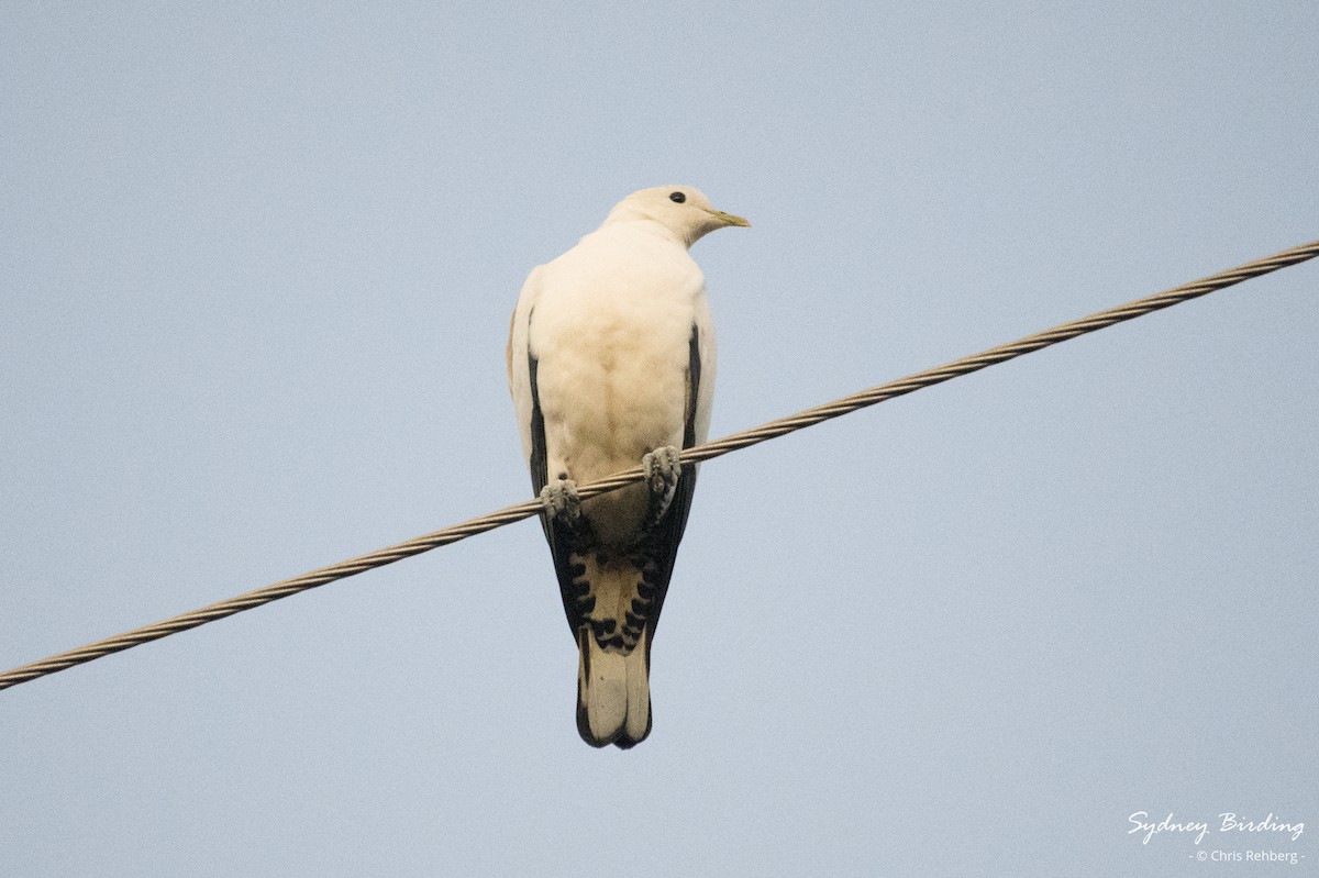 Torresian Imperial-Pigeon - Chris Rehberg  | Sydney Birding