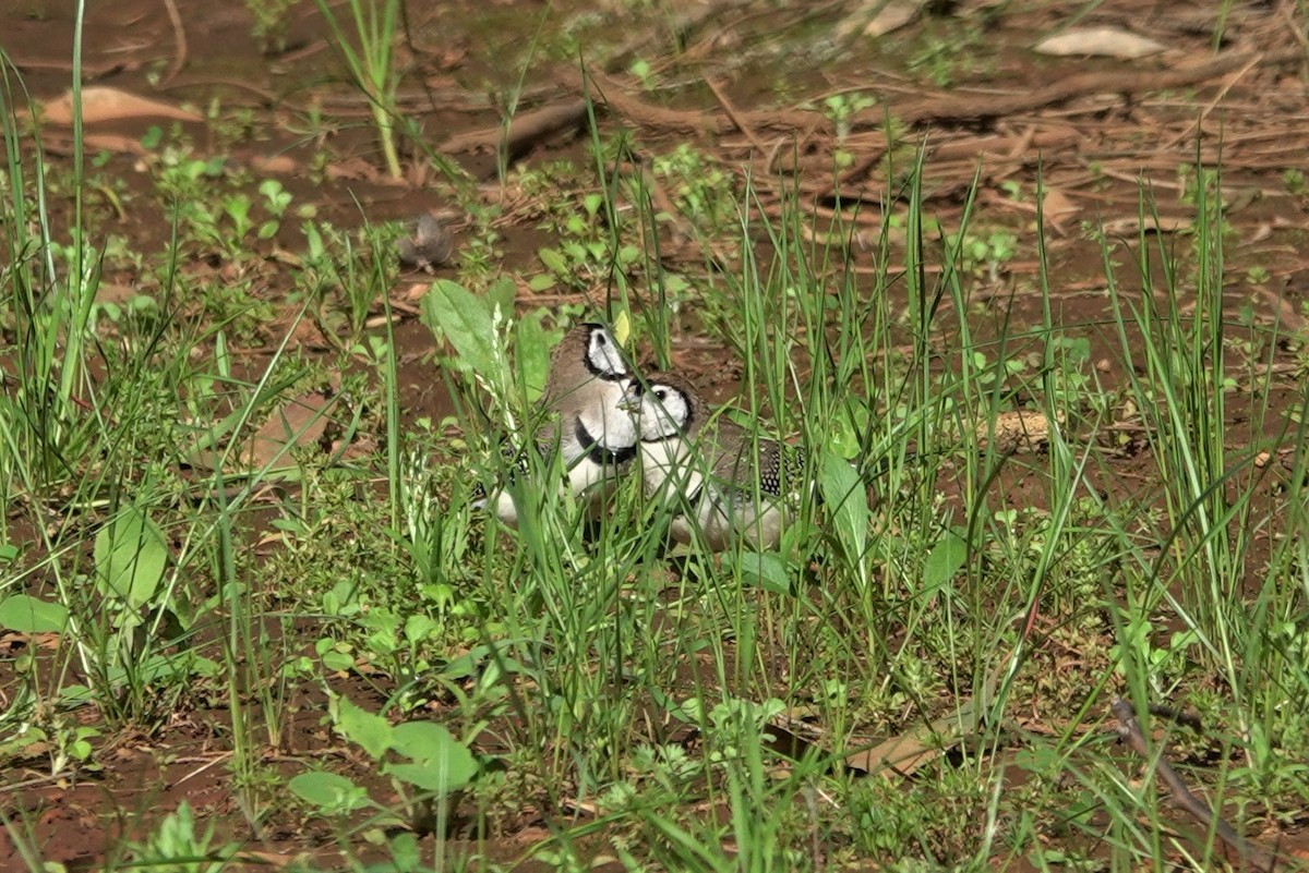 Double-barred Finch - ML623789896