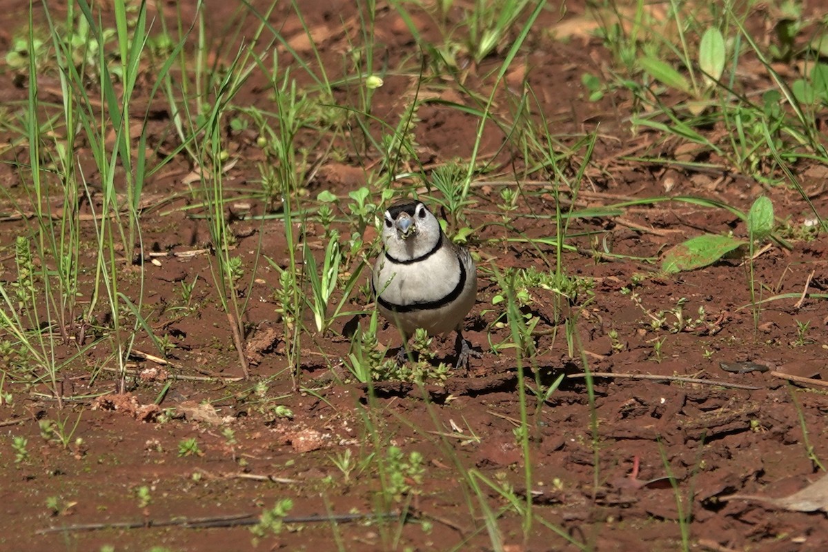 Double-barred Finch - Cynthia Su