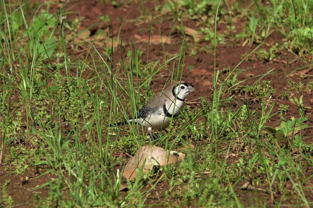 Double-barred Finch - ML623789902