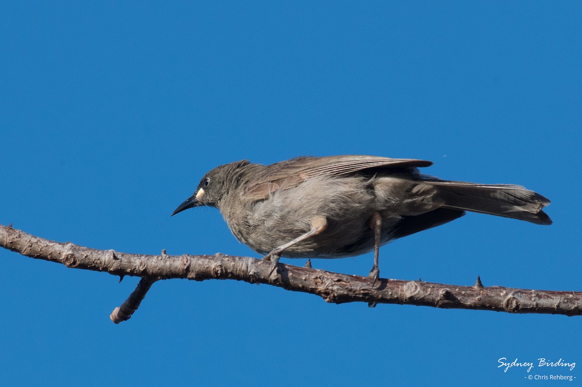 White-gaped Honeyeater - ML623789905