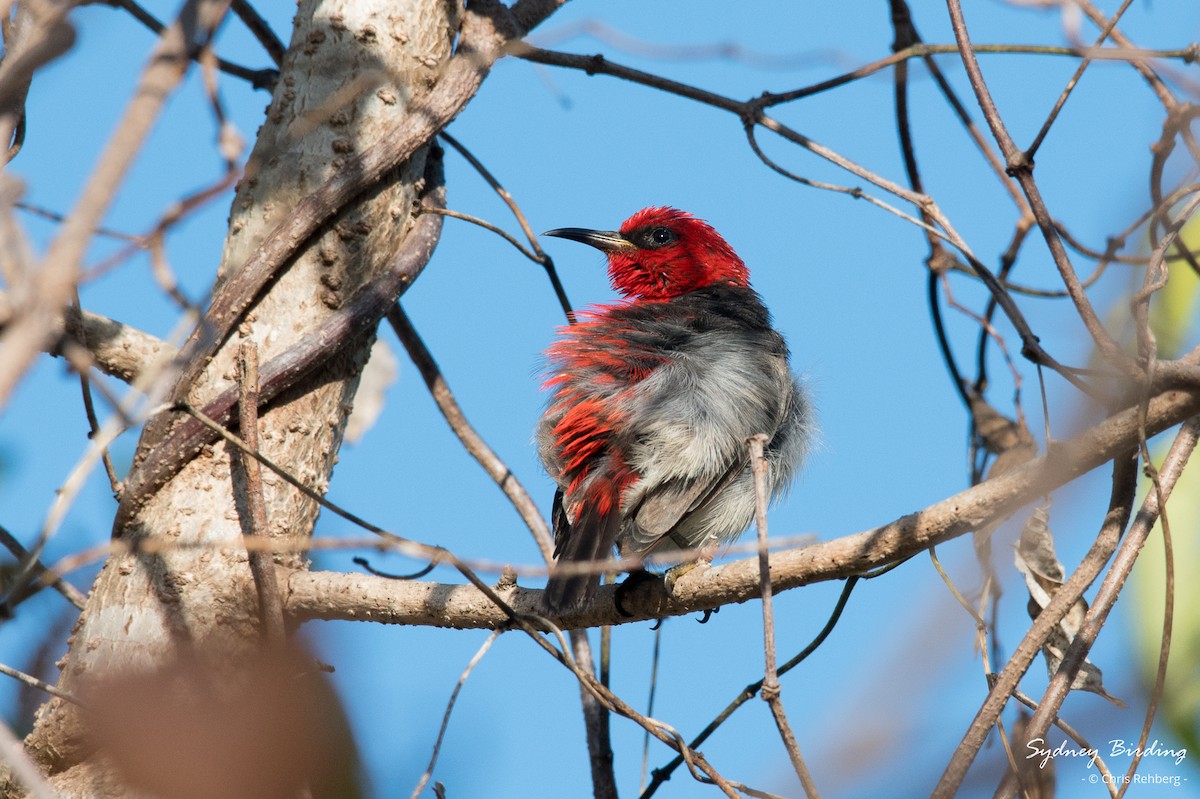 Red-headed Myzomela - ML623789907