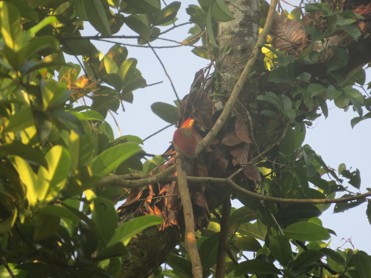 Checker-throated Woodpecker - Ragupathy Kannan