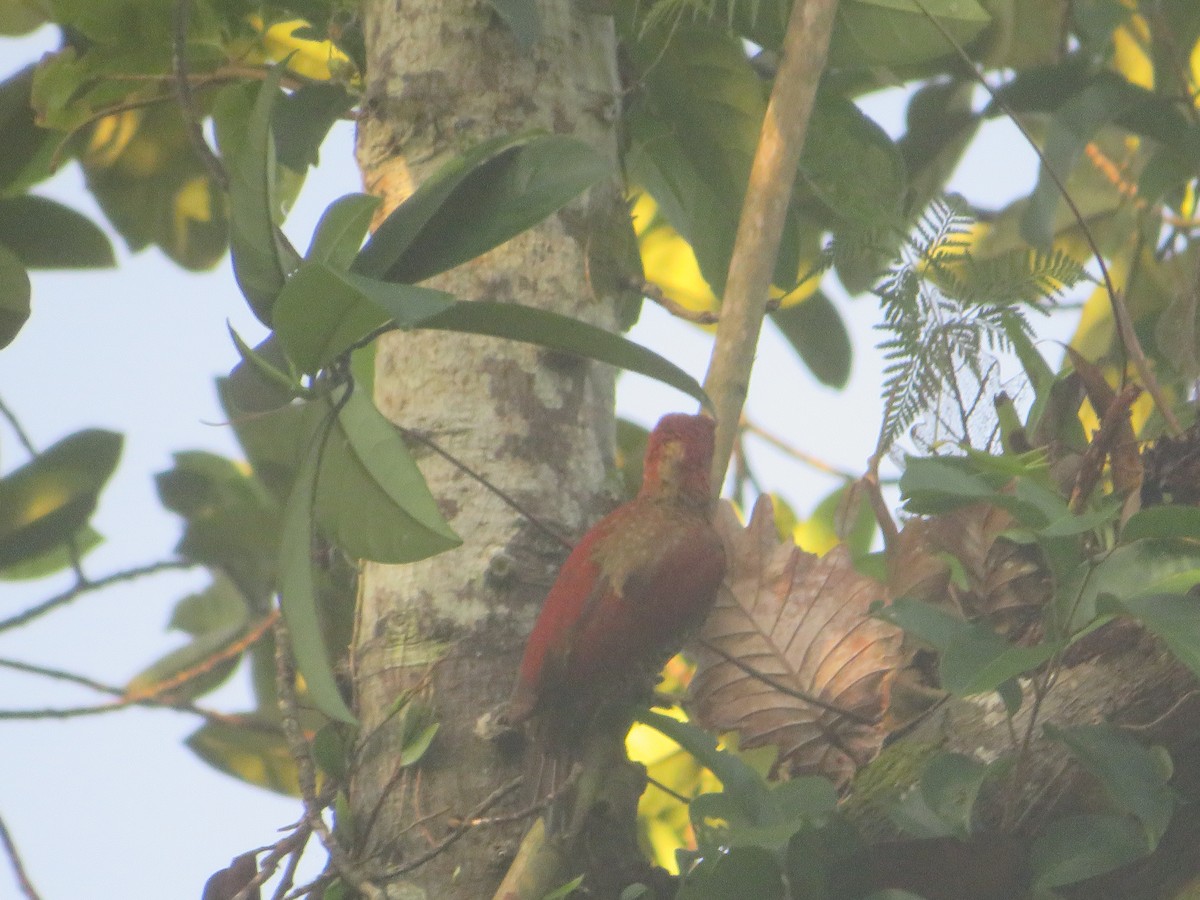 Checker-throated Woodpecker - ML623789942