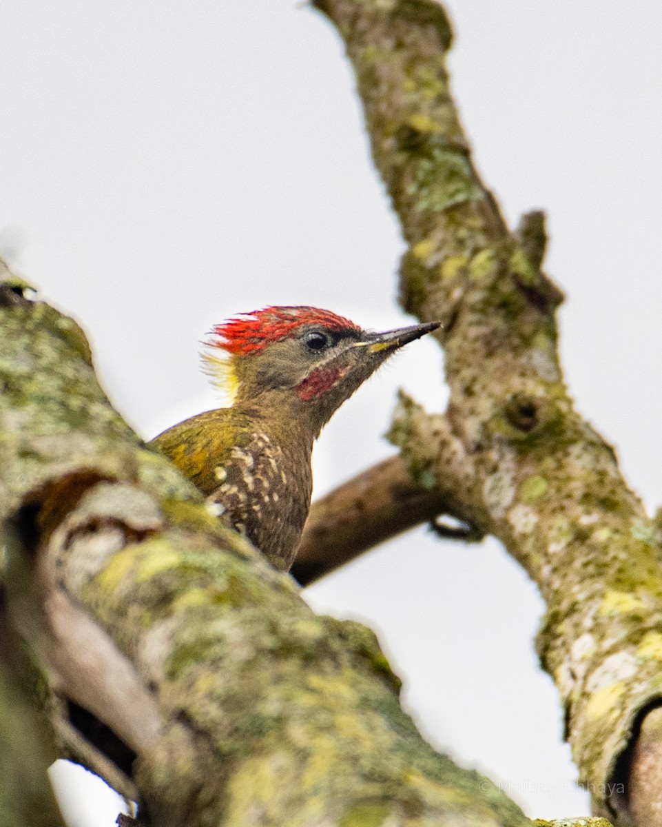 Lesser Yellownape - Maitrey Chhaya