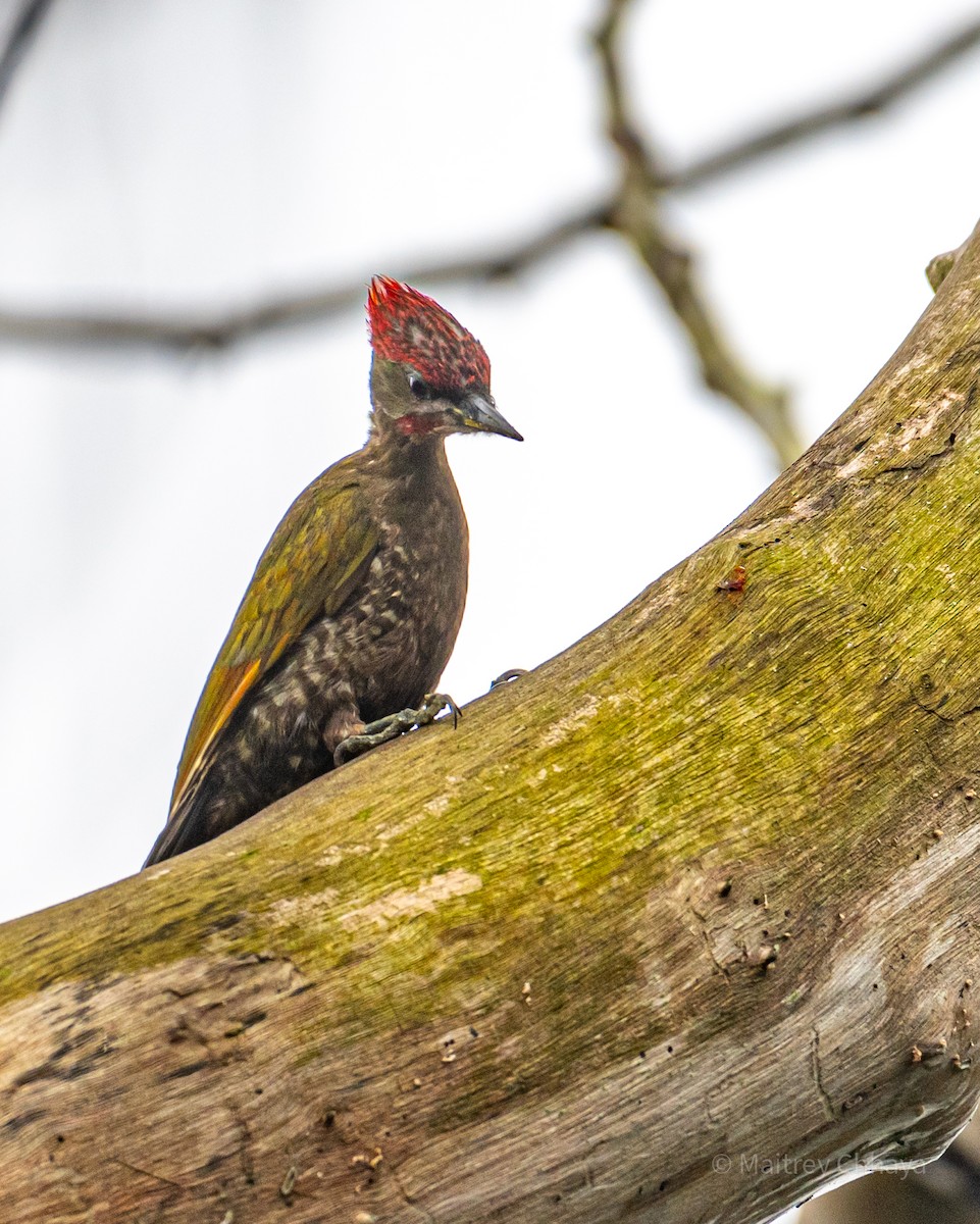 Lesser Yellownape - Maitrey Chhaya