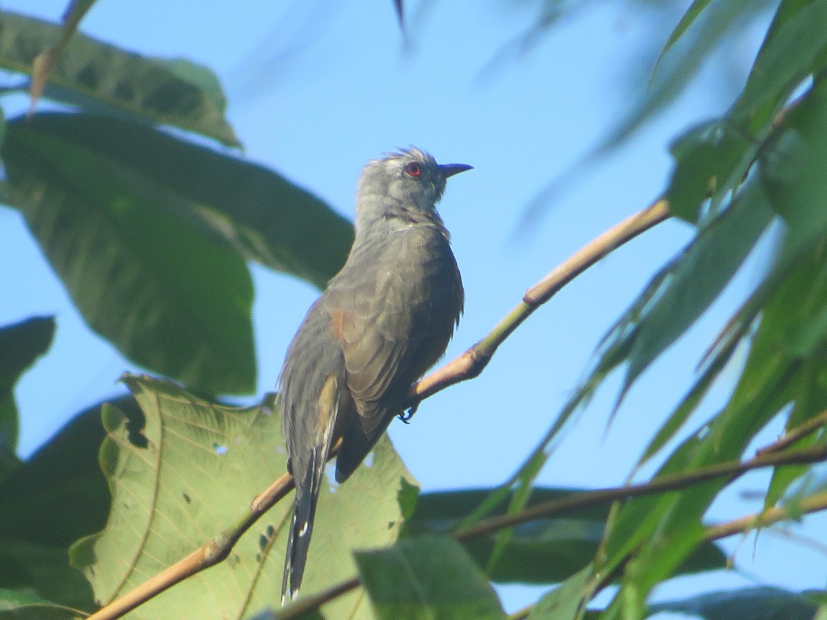 Plaintive Cuckoo - ML623789973