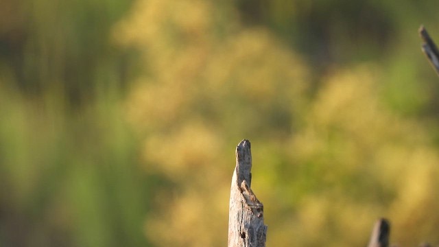 Long-tailed Shrike - ML623789982