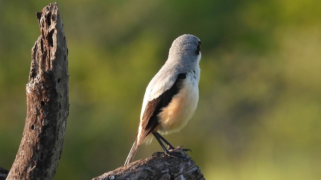 Long-tailed Shrike - ML623789986