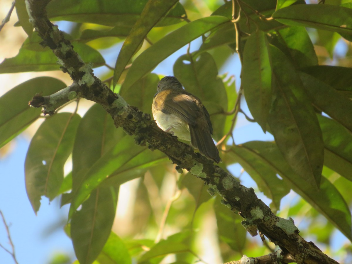 Spectacled Bulbul - ML623789987