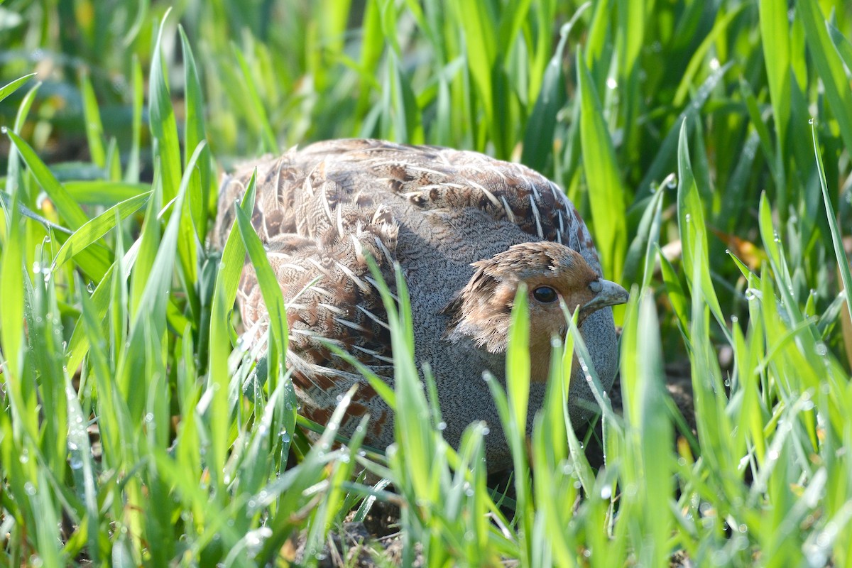 Gray Partridge - Igor Długosz