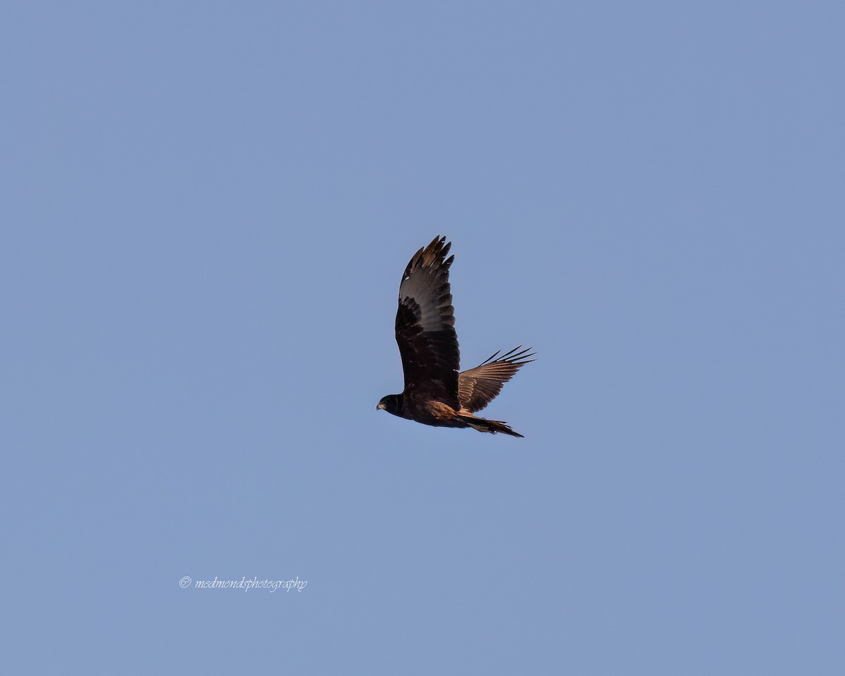 Aguilucho Lagunero del Pacífico - ML623790009