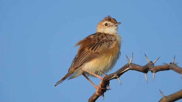 Cisticole des joncs - ML623790012