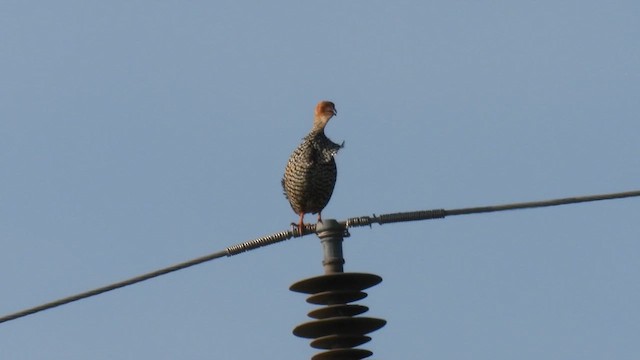 Painted Francolin - ML623790021