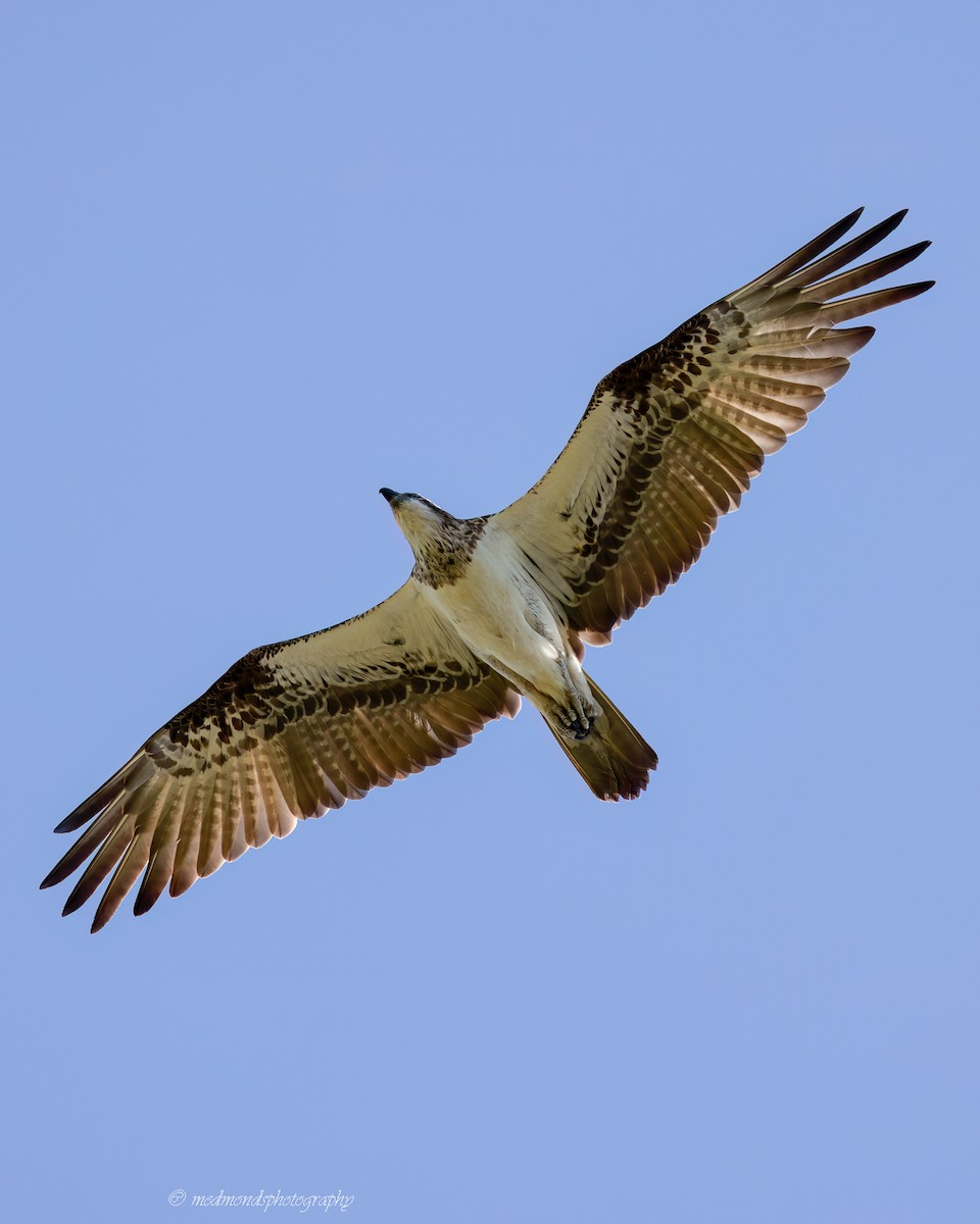 Osprey - Michelle Edmonds