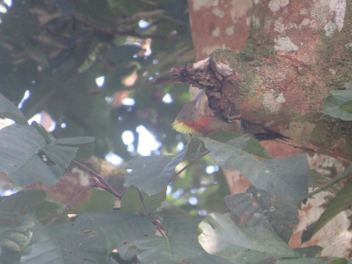 Checker-throated Woodpecker - ML623790025