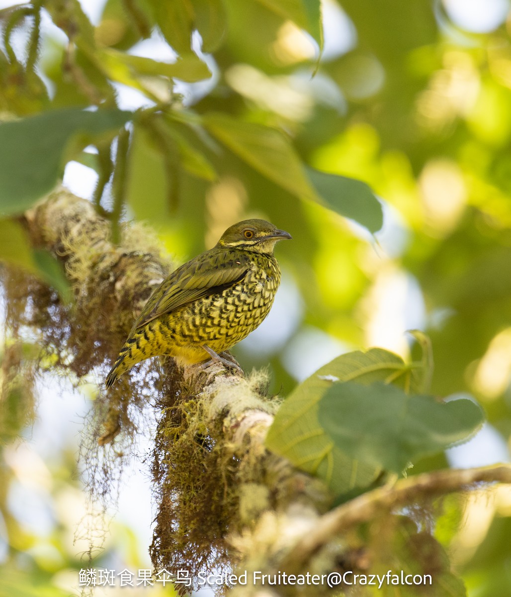 Cotinga écaillé - ML623790027