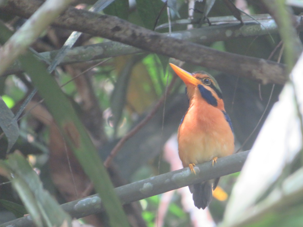 Rufous-collared Kingfisher - ML623790037