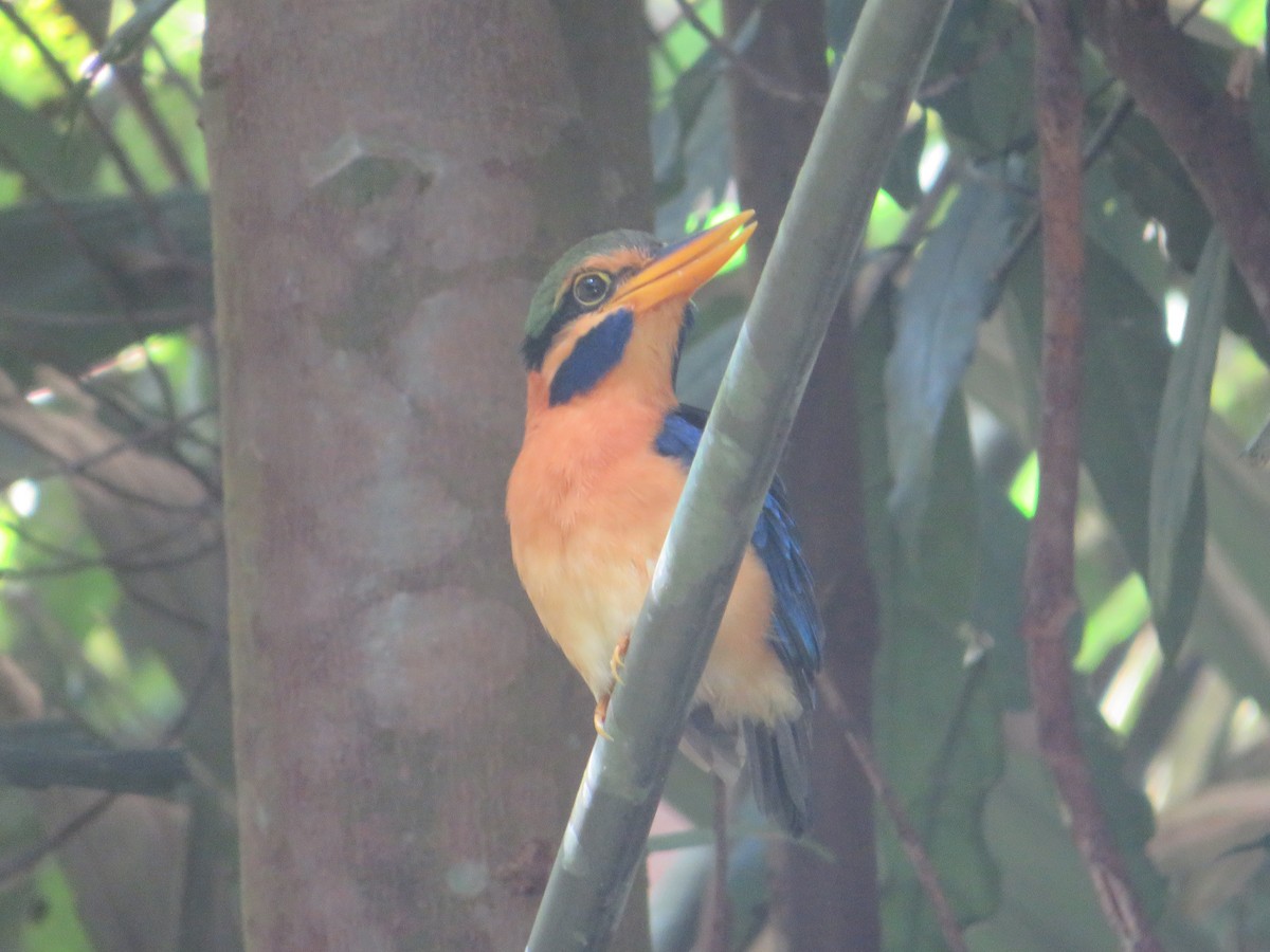 Rufous-collared Kingfisher - ML623790038