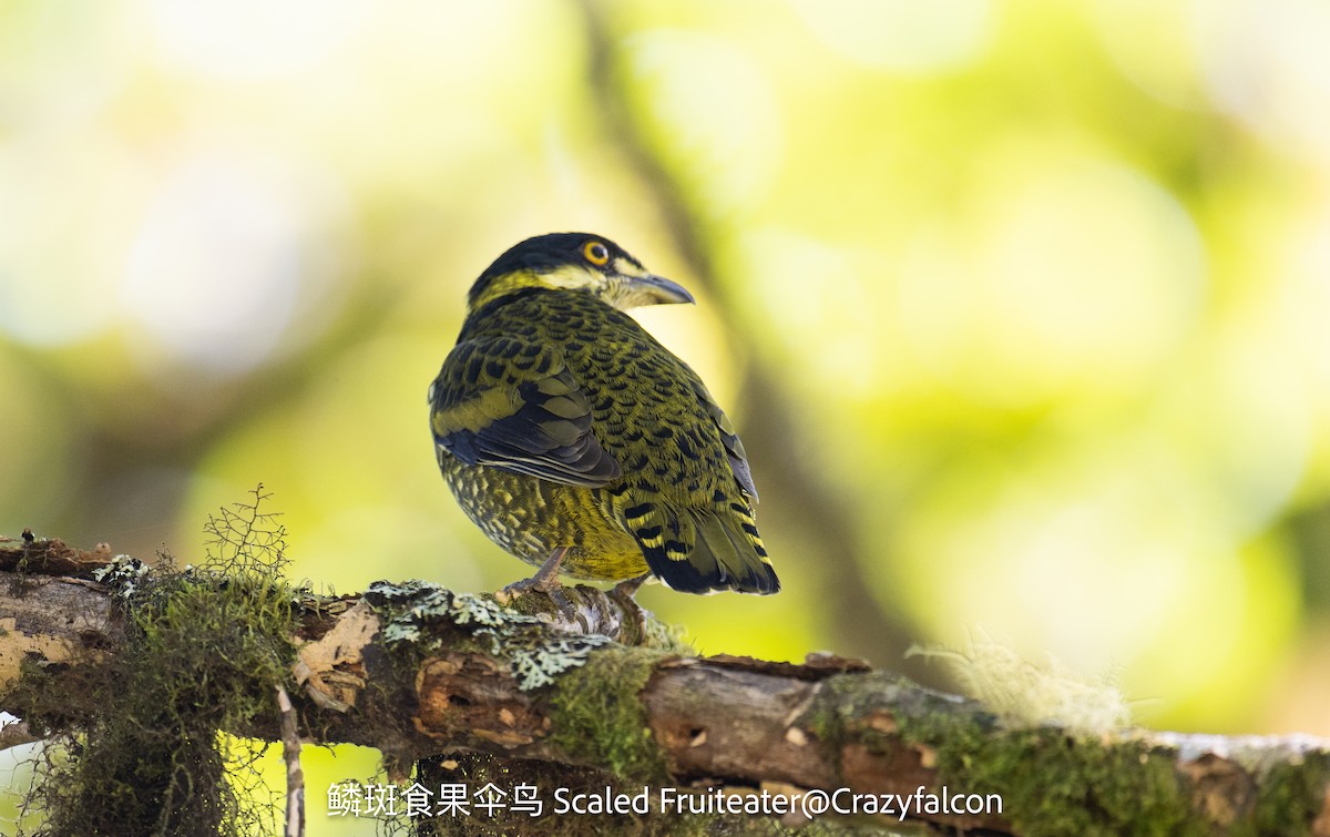 Cotinga écaillé - ML623790040